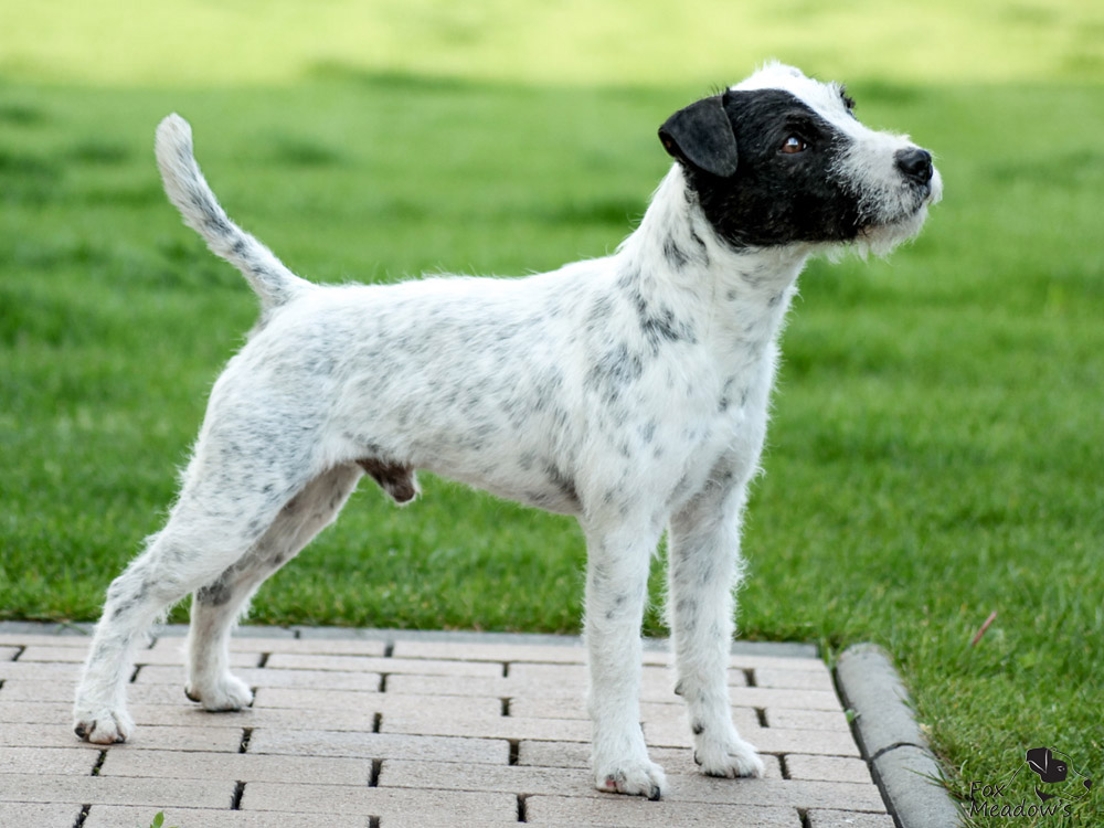 Parson (Jack) Russell Terrier